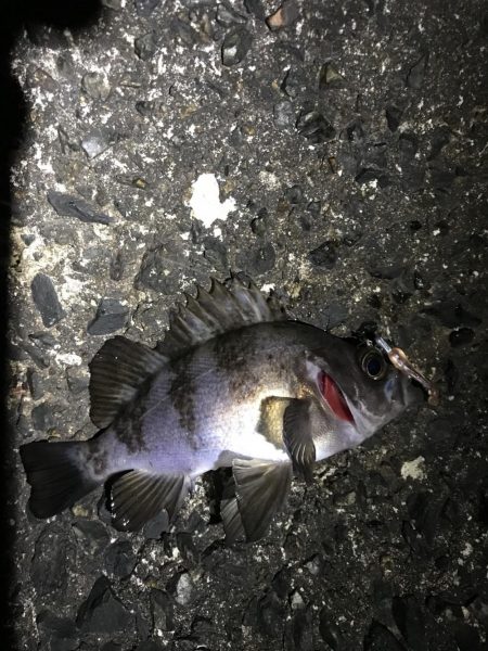 まったりメバル