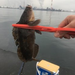 青物はいない。。。が、