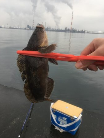 青物はいない。。。が、