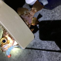 2019年 初釣りライトゲーム