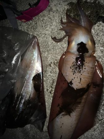 そでいか たるいか