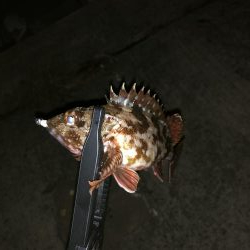 爆風メバリング