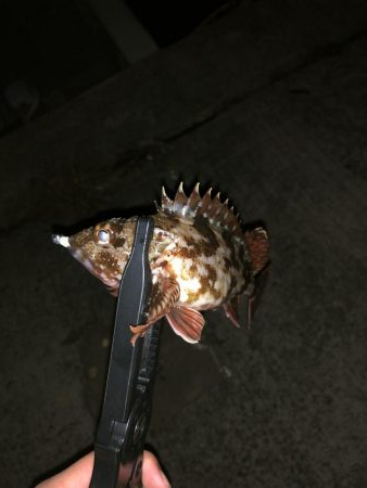 爆風メバリング