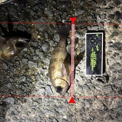 メバル渋めでした。