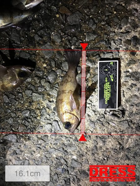 メバル渋めでした。