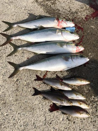 印南伝馬船庄門丸さんにて