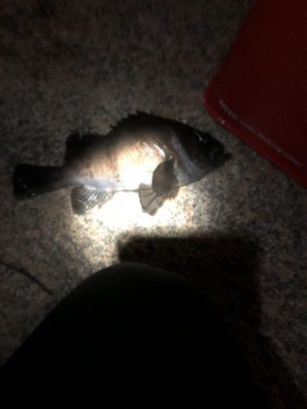 数釣りメバル