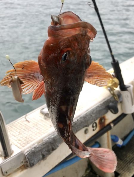 淡路沖 船カサゴ