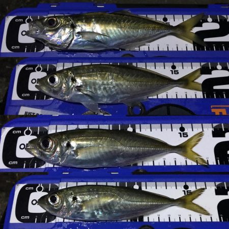 ナイトアジング