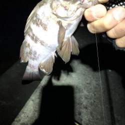 メバルの楽園発見