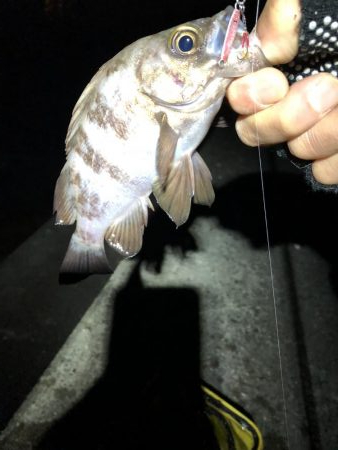 メバルの楽園発見