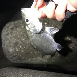 爆釣メバリング