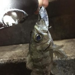 メバリング釣行