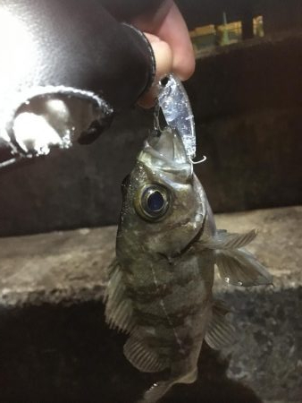 メバリング釣行