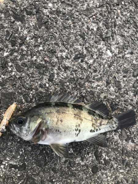 メバルプラッキング