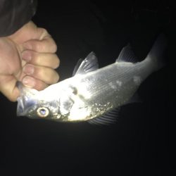 まだいたメッキ!