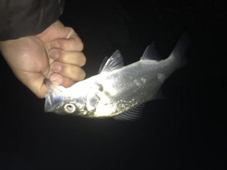 まだいたメッキ!