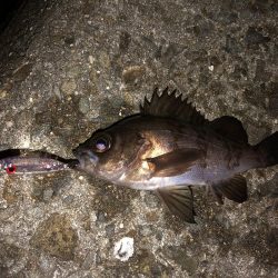 表層をプラグで。ジグ単はフォールで反応。