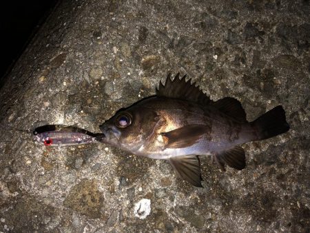 表層をプラグで。ジグ単はフォールで反応。