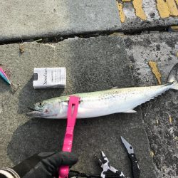 実は美味しいサゴシ探して、