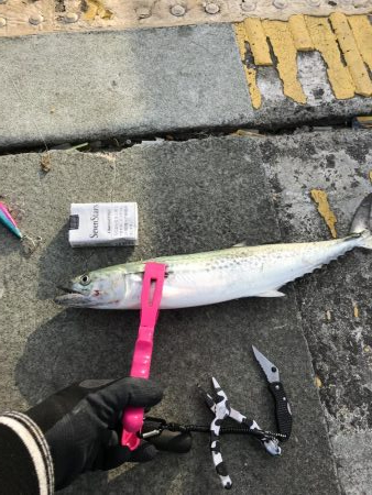 実は美味しいサゴシ探して、