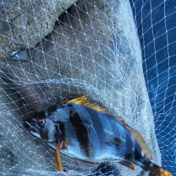 牟岐大島「巨人」でグレ