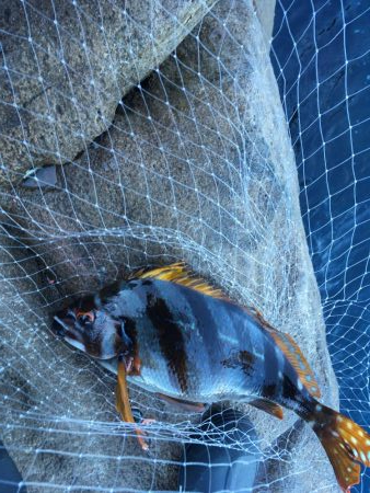 牟岐大島「巨人」でグレ