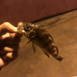 人生初メバリング