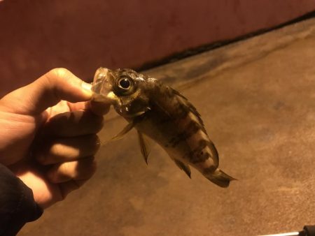 人生初メバリング