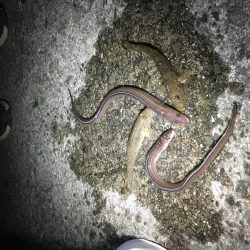 佐野漁港にアナゴを狙いに