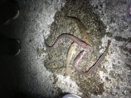 佐野漁港にアナゴを狙いに