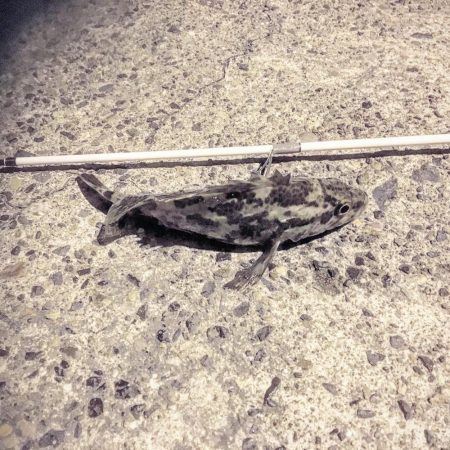 たけのこ居ましたわ