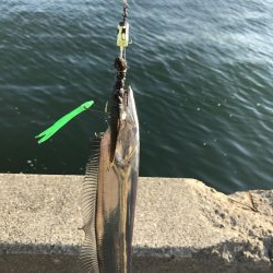 今年初釣行、初太刀魚！