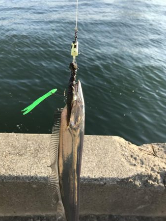 今年初釣行、初太刀魚！