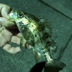 鳴門でメバリング