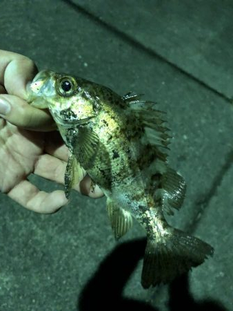 鳴門でメバリング