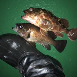 ロックフィッシュゲームでメバルも