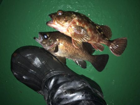 ロックフィッシュゲームでメバルも