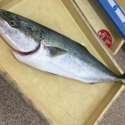 出た！メーター越え ショアブリ