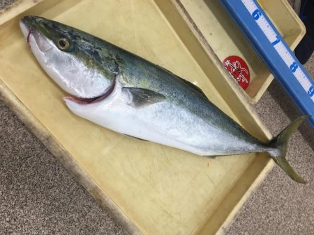 出た！メーター越え ショアブリ