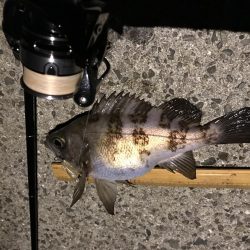 メバプラ ランガン