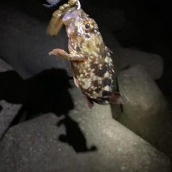 ロックフィッシング