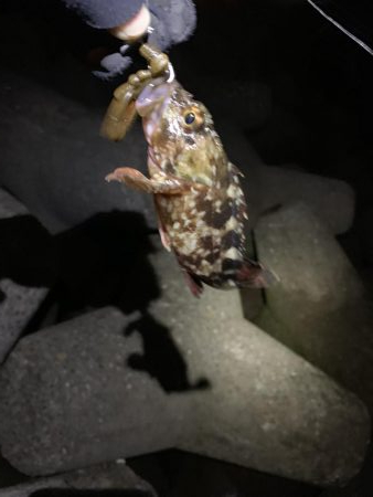 ロックフィッシング