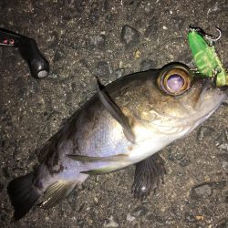 ライトゲーム同窓会