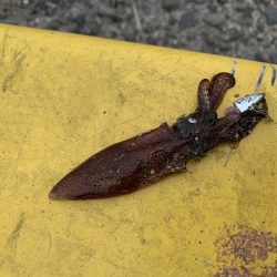 ワームでイカ釣れた