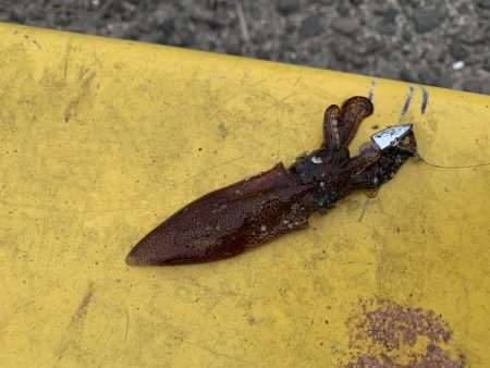 ワームでイカ釣れた