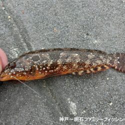 釣り初めはクジメ&ガシラでスタート