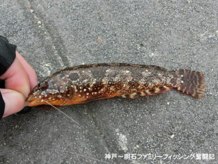 釣り初めはクジメ&ガシラでスタート