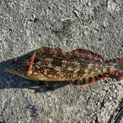 アイナメ来てーーー‼