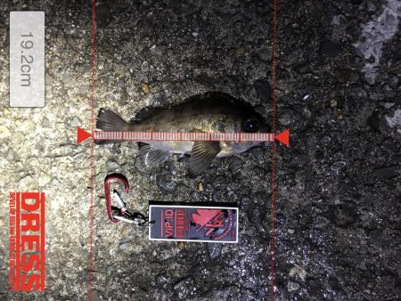 風強すぎました